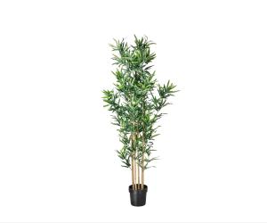 Bamboeplant