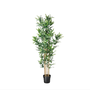 Bamboeplant